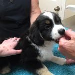 WagMore Veterinary Care