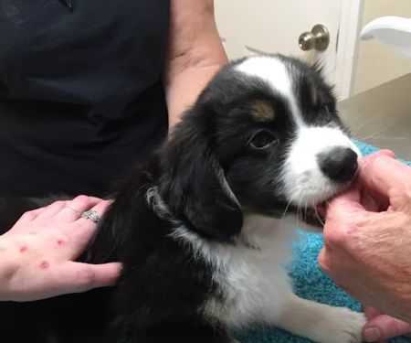 WagMore Veterinary Care