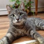 North Kingstown Animal Hospital: Mandarini David DVM