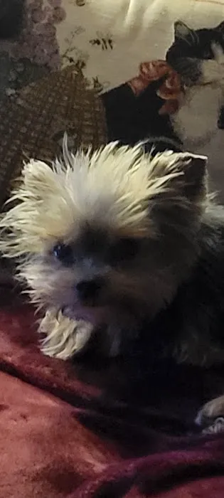 North Kingstown Animal Hospital: Dr. Nancy Field Picture 2