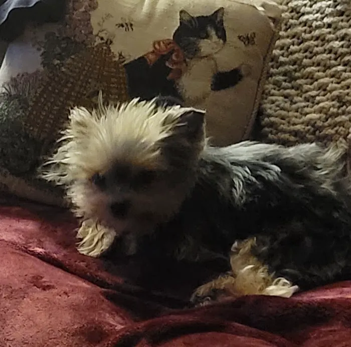 North Kingstown Animal Hospital: Dr. Nancy Field Picture 1