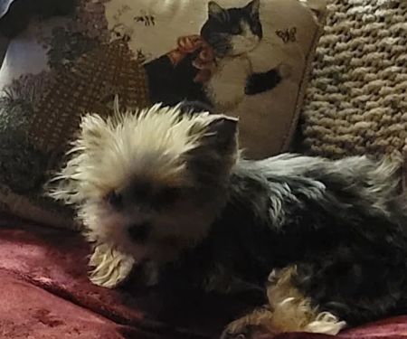 North Kingstown Animal Hospital: Dr. Nancy Field