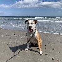 North Kingstown Animal Hospital ico