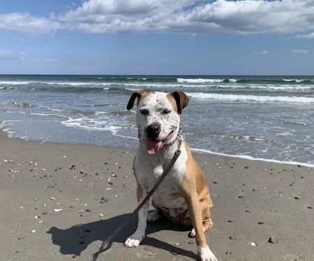 North Kingstown Animal Hospital