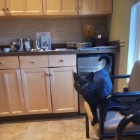 Veterinary Healing Arts ico