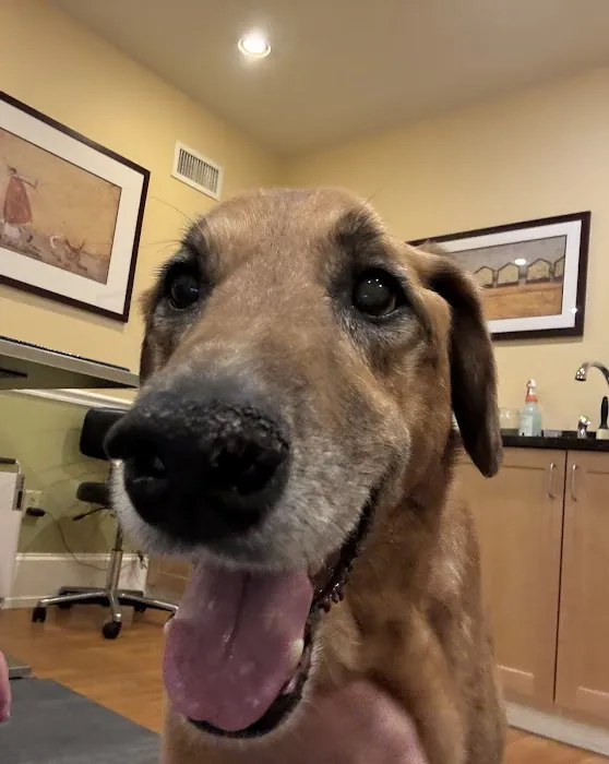 Ocean State Veterinary Specialists Picture 5