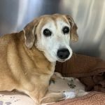Ocean State Veterinary Specialists