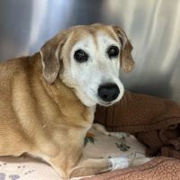 Ocean State Veterinary Specialists ico