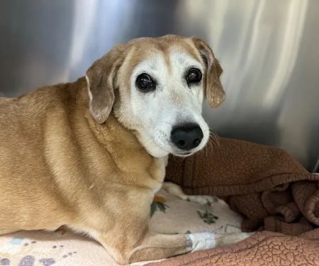 Ocean State Veterinary Specialists