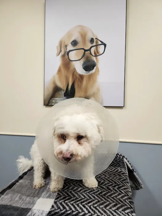 Ocean State Veterinary Specialists Picture 6