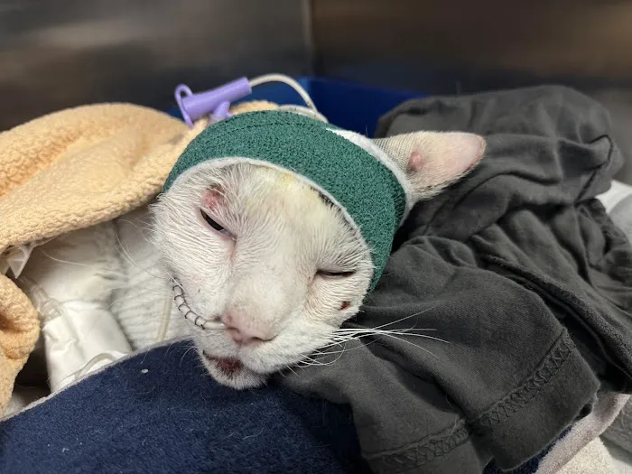 Ocean State Veterinary Specialists Picture 7