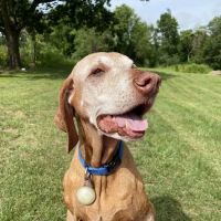 Greenwich Valley Vet Clinic ico