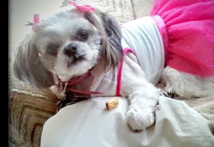 Eye Care for Animals - Warwick Picture 1