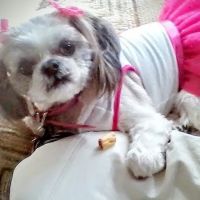 Eye Care for Animals - Warwick ico