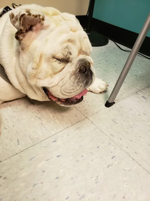 Eye Care for Animals - Warwick Picture 5