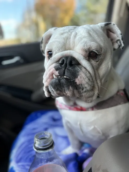 Eye Care for Animals - Warwick Picture 8