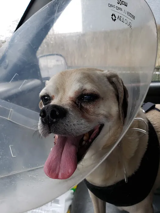 Eye Care for Animals - Warwick Picture 4