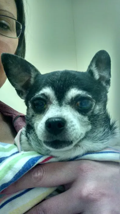Eye Care for Animals - Warwick Picture 10