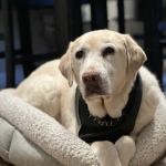 Veterinary Emergency Group