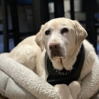 Veterinary Emergency Group ico