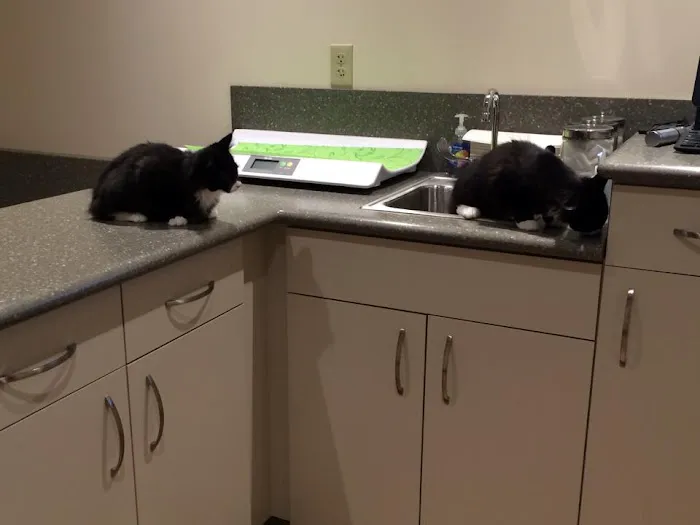 The Village Veterinary Center Picture 7