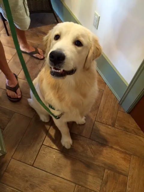 The Village Veterinary Center Picture 10