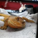 Wickford Veterinary Clinic
