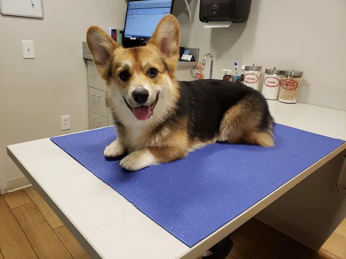 Wickford Veterinary Clinic Picture 6