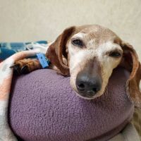 Greenwich Bay Animal Hospital ico