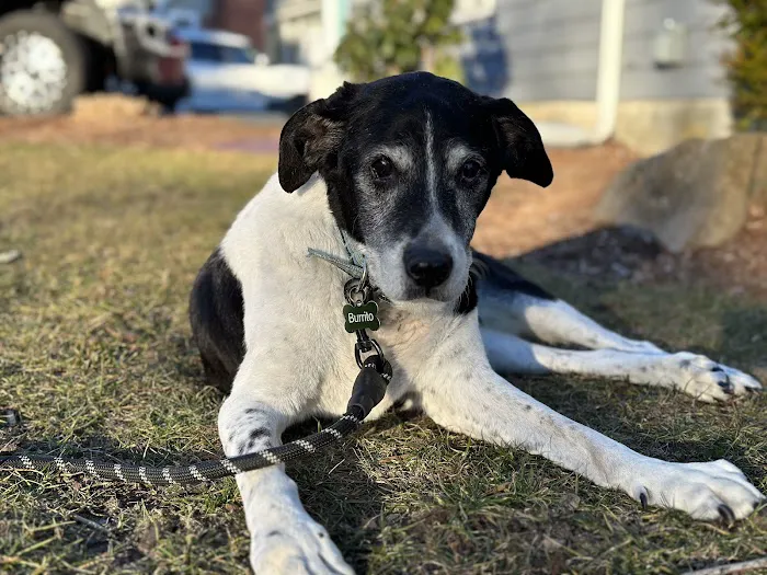 Safe Harbor Veterinary Services Picture 2