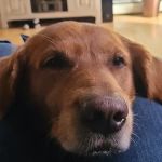 Safe Harbor Veterinary Services