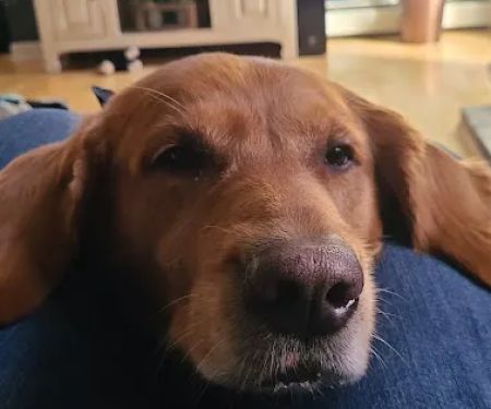 Safe Harbor Veterinary Services