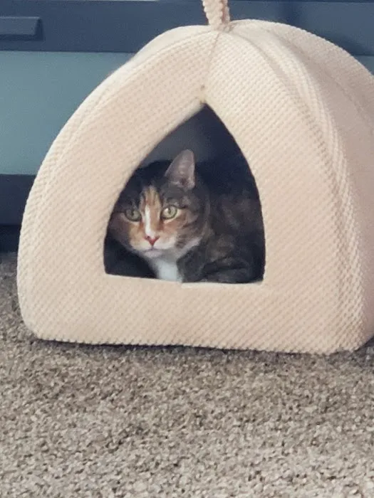 Mercy Animal Hospital Picture 9