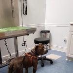 Oaklawn Animal Hospital: Cutts Shannon DVM
