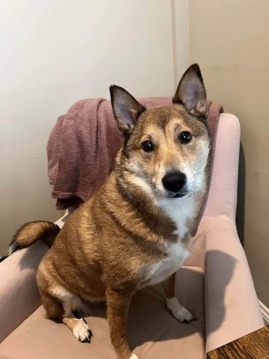 Warwick PetMedic Urgent Care Vet Clinic Picture 5