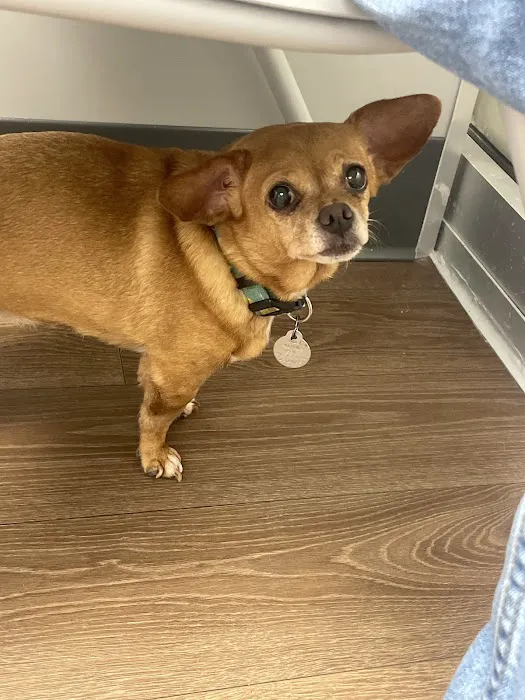 Warwick PetMedic Urgent Care Vet Clinic Picture 6