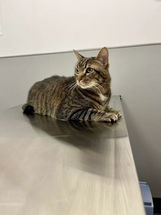 Warwick PetMedic Urgent Care Vet Clinic Picture 10