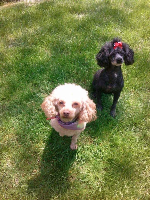 South County Veterinary Hospital Picture 1