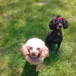 South County Veterinary Hospital