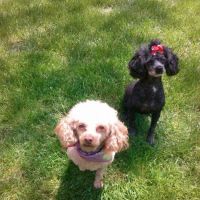 South County Veterinary Hospital ico