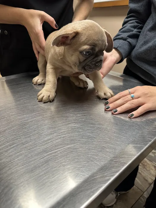 South County Veterinary Hospital Picture 3