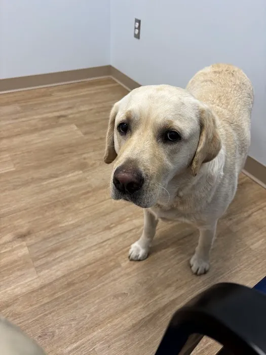 Veterinary Urgent Care Center - Narragansett Picture 2