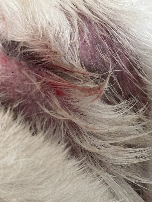 Veterinary Urgent Care Center - Narragansett Picture 1