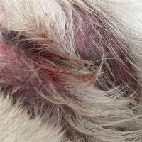 Veterinary Urgent Care Center - Narragansett ico