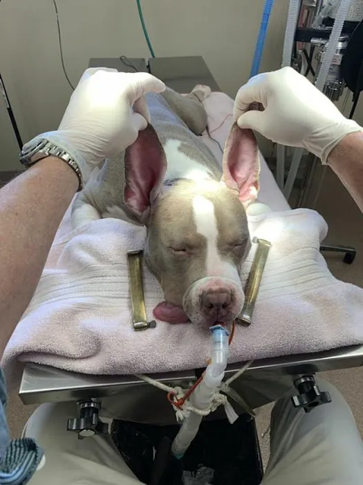 Washington County Vet Hospital Picture 5
