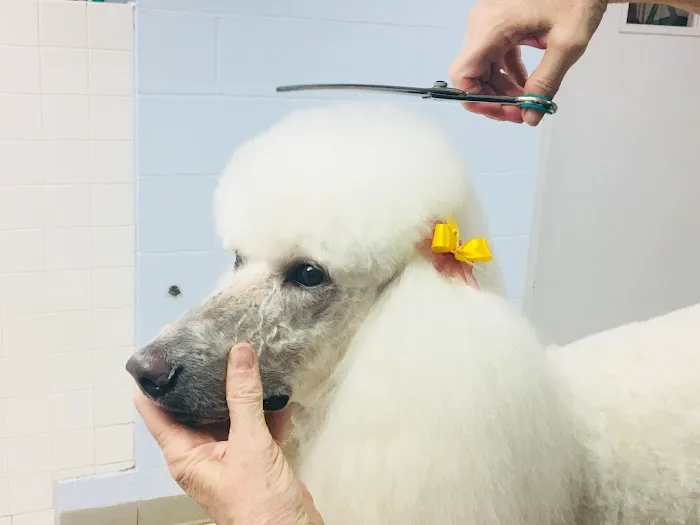VCA Wickaboag Animal Hospital Picture 1