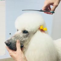 VCA Wickaboag Animal Hospital ico