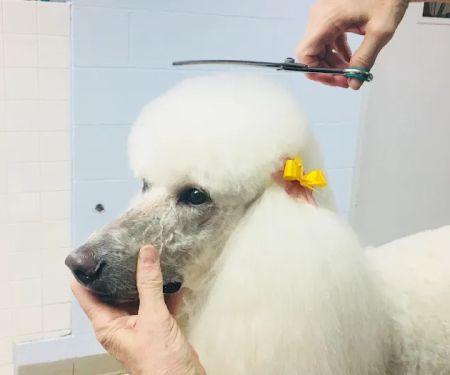 VCA Wickaboag Animal Hospital