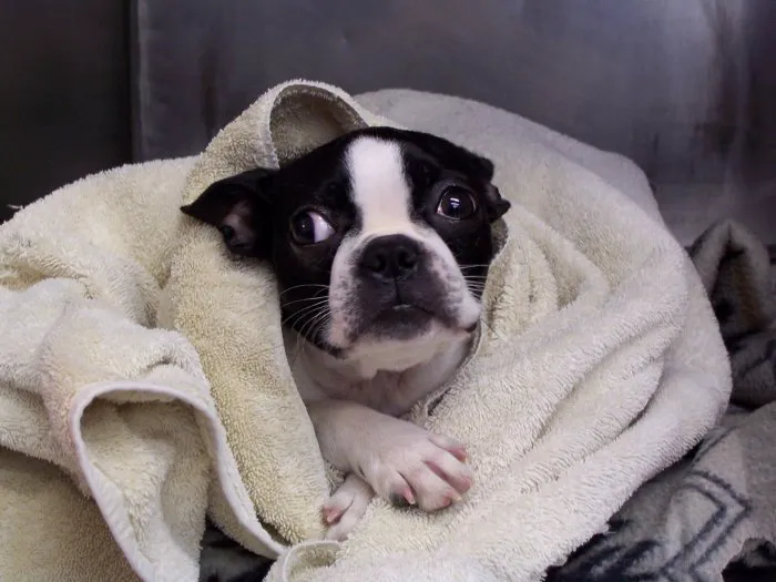 VCA Wickaboag Animal Hospital Picture 4