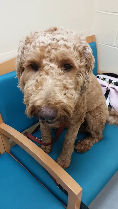 VCA Wickaboag Animal Hospital Picture 9
